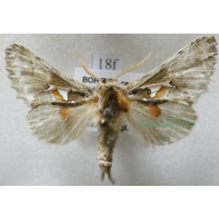 Spatalia argentina (Denis & Schiffermüller, 1775) male Naramiennica srebrnica Czech18f